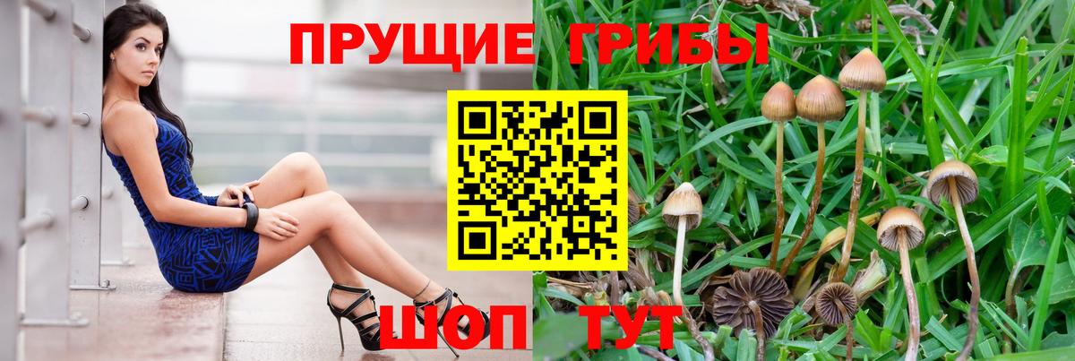 Псилоцибиновые грибы мицелий Алейск